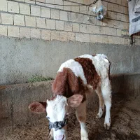 گوساله نر درجه یک|حیوانات مزرعه|گلپایگان, |دیوار