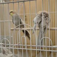 عروس هلندی نر و ماده|پرنده|تهران, بروجردی|دیوار