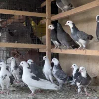 کبوتر پرشی کفتر جوجه