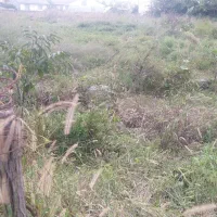 ۳۵۰متر زمین مسکونی متری ۲۸۵۰مقطوع فوری|فروش زمین و ملک کلنگی|رضوانشهر, |دیوار