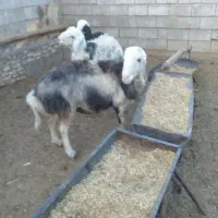 بره و قوچ|حیوانات مزرعه|عسگران, |دیوار