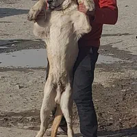 سگ سرابی گمشده