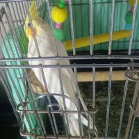 طوطی سانان|پرنده|فردیس, شهرک ناز|دیوار