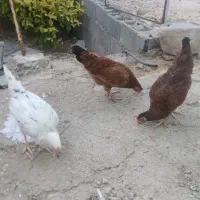 فروش مرغ محلی تخم گذار