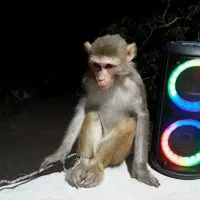 میمون
