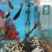 آکواریوم|ماهی|مشهد, ثامن|دیوار