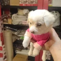 سگ شیتزو|سگ|تهران, شکوفه (عبدل آباد)|دیوار