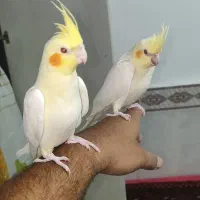 جوجه هلندی لوتینوچشم شرابی