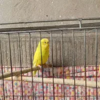 مرغ عشق زرد