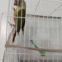 جفت گرینچیک خونگی|پرنده|بیرجند, |دیوار