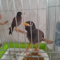 مرغ مینا افغان معاوضه