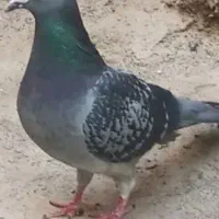 هردوستی ماده مگس ونر کله ای شبیه عکس