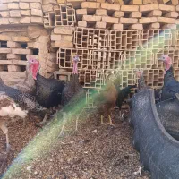 بوقلمون وخروس فروشی