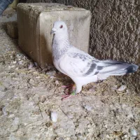 کبوتر شامی آلمانی نر|پرنده|لنجان, |دیوار