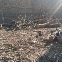 خرید چوب قطع درختان