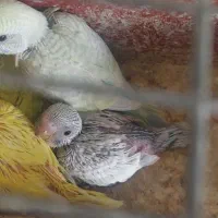 جوجه مرغ عشق