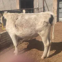 گوساله فروشی|حیوانات مزرعه|خرقان, |دیوار