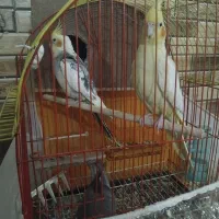 سه عددعروس هلندی