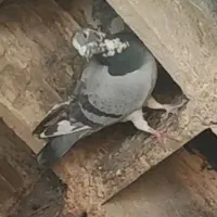 کفتر یا کبوتر گمشده