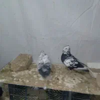 کفتر تهرانی پرشی|پرنده|هشتگرد, شهرک بعثت|دیوار