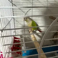 طوطی گرینچیک نر تست داره