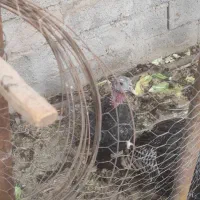 بوقلمون ماده به شرط تخم|حیوانات مزرعه|رفسنجان, |دیوار