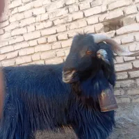 پازن ی ساله بزری|حیوانات مزرعه|ارسنجان, |دیوار