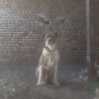 سگ گمشده بین شاهنامه تا چناران
