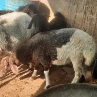 ۲ عدد بره پرواری