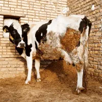 گاو با گوساله ماده درجه یک کاه خور