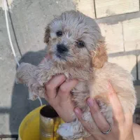 توله پاکوتاه|سگ|خوی, |دیوار