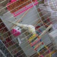 عروس هلندی بالغ