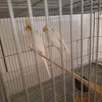 عروس هلندی سه جفت با دوتا جوجه|پرنده|مبارکه, |دیوار