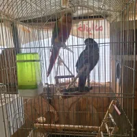 جوجهمرغ۲نژادگلینوابریشمی|حیوانات مزرعه|مشهد, چهارچشمه|دیوار