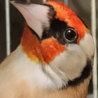 سهره نر یاسمین سهره قناری