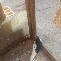 راست مشکی ماده افشون