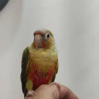 طوطی گرینچیک