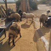 گوسفند داشتی با بره میش