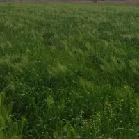 علف شما را خریدارم