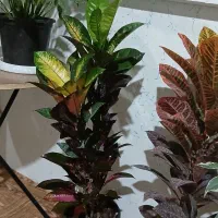 گل کروتون|گل و گیاه طبیعی|چوبر, |دیوار