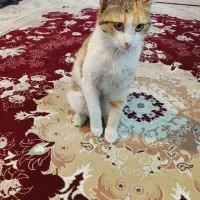 واگذاری گربه ماده رایگان