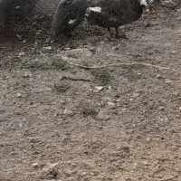 مرغ چینی یا شاخدار|حیوانات مزرعه|بروجرد, |دیوار