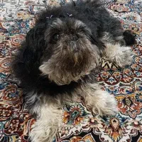 فروش سگ و گربه|سگ|اهواز, کمپلو شمالی|دیوار