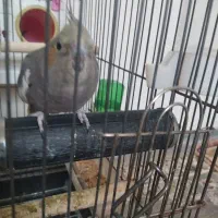 عروس هلندی