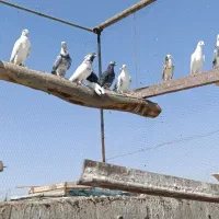 کفتر پرشی ب شرط