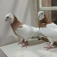 کبوتر طوق زرد