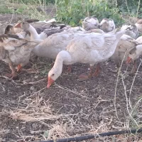 قاز|حیوانات مزرعه|سروآباد, |دیوار