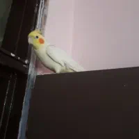 عروس هلندی|پرنده|رباطکریم, شهرک والفجر|دیوار