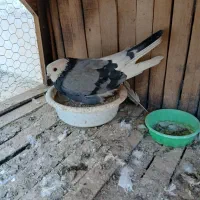 کفترپرشی ساعت سنگین|پرنده|کهک, |دیوار