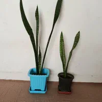 گل سانسور یا